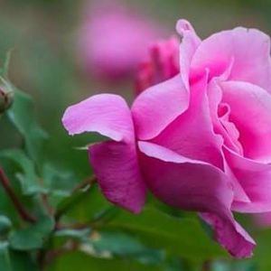 Meet your Posher, Clifton